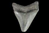 Juvenile Megalodon Tooth - Georgia #101394-1